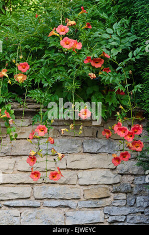 Eine üppige Rebe Trompete (Campsis Radicans), stürzt über einer alten Steinmauer in Santenay, Côte d ' dOr, Burgund, Frankreich. Stockfoto
