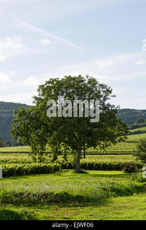 Ein einsamer Asche Baum wächst inmitten von Weinbergen in Santenay, Côte d ' dOr, Burgund, Frankreich Stockfoto
