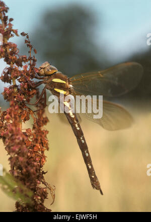 Braune Hawker - Aeshna grandis Stockfoto