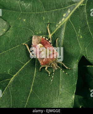 Schlehe Shield Bug - Dolycoris baccarum Stockfoto