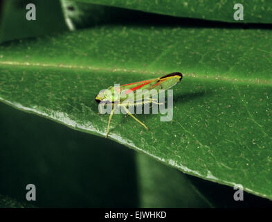 Rhododendron Leafhopper - Graphocephala coccinea Stockfoto