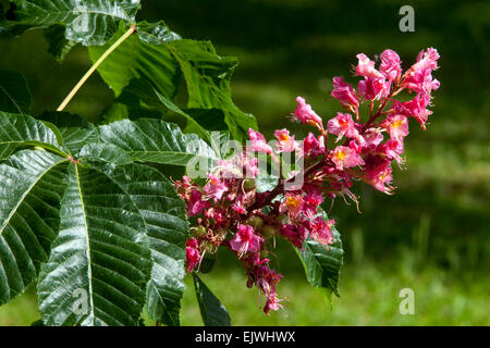 Aesculus x Dryas, rote Rosskastanie Stockfoto