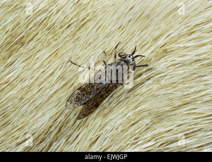 Kerbe-gehörnte Cleg fliegen oder gemeinsame Pferdefliege Haematopa pluvialis Stockfoto