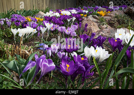 Eine Mischung aus großen Blüte crocus Stockfoto