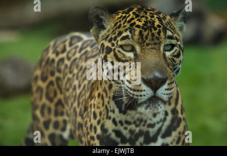 Der prächtige Raubkatze Jaguar oder Panthera Onca Augen starrte Kamera hautnah Stockfoto