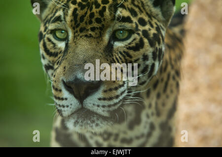 Der prächtige Raubkatze Jaguar oder Panthera Onca Augen starrte Kamera hautnah Stockfoto