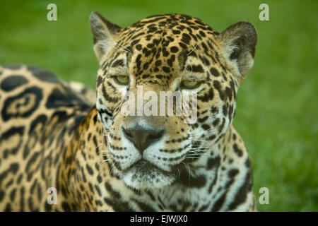 Der prächtige Raubkatze Jaguar oder Panthera Onca Augen starrte Kamera hautnah Stockfoto