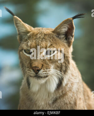 Der eurasische Luchs reicht von mittleren und nördlichen Europa in ganz Asien. Seit Anfang des 20. Jahrhunderts, die eurasischen lyn Stockfoto