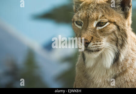 Der eurasische Luchs reicht von mittleren und nördlichen Europa in ganz Asien. Seit Anfang des 20. Jahrhunderts, die eurasischen lyn Stockfoto