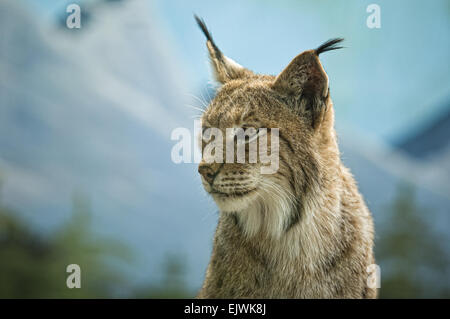 Der eurasische Luchs reicht von mittleren und nördlichen Europa in ganz Asien. Seit Anfang des 20. Jahrhunderts, die eurasischen lyn Stockfoto