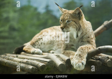 Der eurasische Luchs reicht von mittleren und nördlichen Europa in ganz Asien. Seit Anfang des 20. Jahrhunderts, die eurasischen lyn Stockfoto