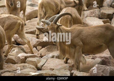 Eine auf Felsen stehende Herde von barbaren Schafen, Ammotragus lervia Stockfoto