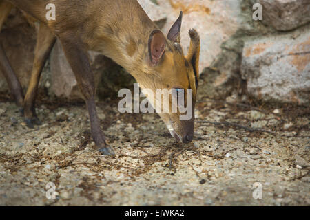 Damara Dikdik, Madoqua Damarensis, eine der kleinsten Antilopenarten der Welt. Stockfoto