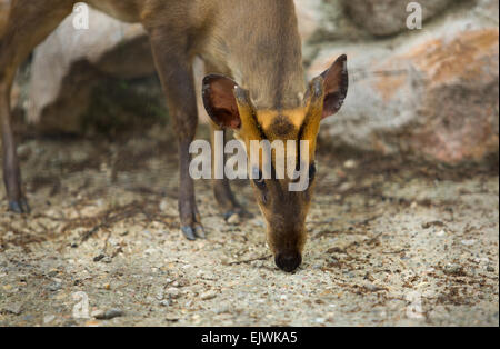 Damara Dikdik, Madoqua Damarensis, eine der kleinsten Antilopenarten der Welt. Stockfoto