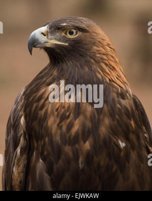 Ein Porträt von einem goldenen Adler. Stockfoto