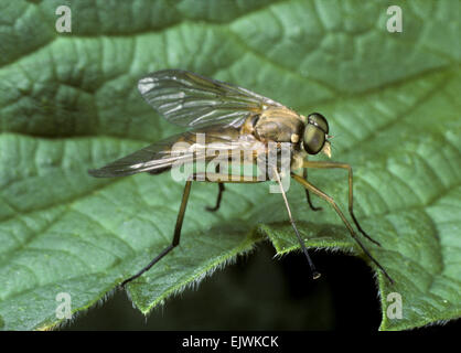 Snipe Fly - Rhagio scolopacea Stockfoto
