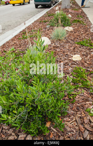 Los Angeles, Kalifornien, USA. 1. April 2015. Am 1. April 2015 kündigte kalifornische Gouverneur Jerry Brown erstmals in der Geschichte zwingend Wasser Kürzungen als der Staat eine vierte Jahr der Dürre betritt. Die Bewässerung der dekorative Gräser auf öffentlicher Straße mediane ist verboten. Bildnachweis: Bürger des Planeten/Alamy Live-Nachrichten Stockfoto
