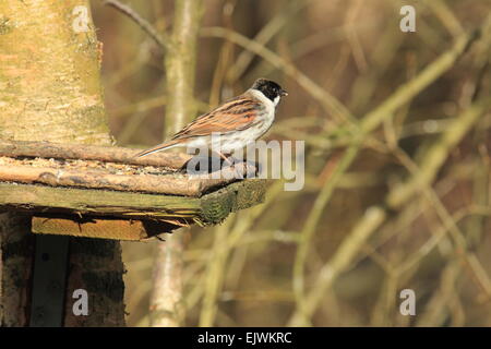 Reed Bunting Emberiza Schoeniclus ein männlicher Vogel Ackerland und Feuchtgebiet in der Bunting-Familie Stockfoto