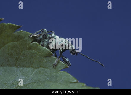 Brennnessel-Rüsselkäfer - Phyllobius pomaceus Stockfoto