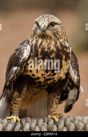 Ein rau – Dreibein Falke thront auf einem Seil. Stockfoto