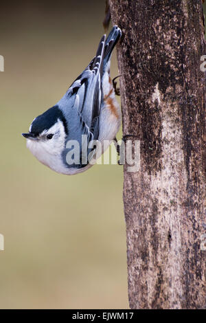 Ein weißes-breasted Kleiber hält an einem Baumstamm. Stockfoto