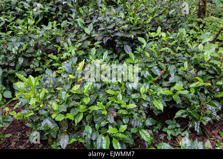 Peru, Machu Picchu Pueblo.  Neues Wachstum auf Camellia Sinensis Teesträucher. Stockfoto