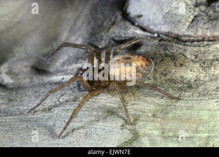 Spitzen-Weaver Spider - Amaurobius similis Stockfoto