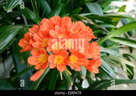 Nahaufnahme von Clivia Miniata Blumen in voller Blüte. Es wird als Natal Lilie, Iliy Bush, Kaffir Lily genannt. Stockfoto