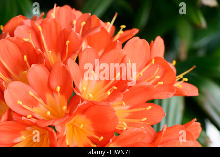Nahaufnahme von Clivia Miniata Blumen in voller Blüte. Es wird als Natal Lilie, Iliy Bush, Kaffir Lily genannt. Stockfoto