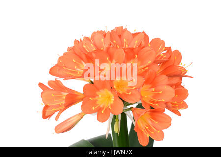 Nahaufnahme von Clivia Miniata Blumen in voller Blüte, isoliert auf weiss. Es wird als Natal Lilie, Iliy Bush, Kaffir Lily genannt. Stockfoto