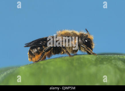 Blatt-Cutter Bee - Megachile centuncularis Stockfoto