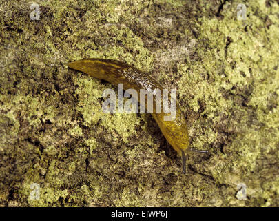 Gelbe Slug - Limax flavus Stockfoto