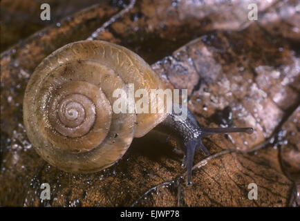 Erdbeer-Schnecke - Trichia striolata Stockfoto