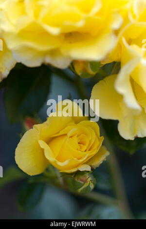 Rosa Lichtkonigin Lucia Stockfoto