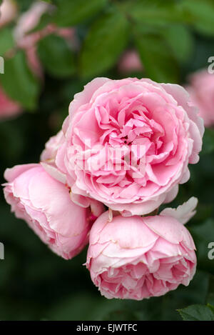 Rosa Comtesse de Segur Stockfoto