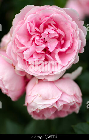 Rosa Comtesse de Segur Stockfoto