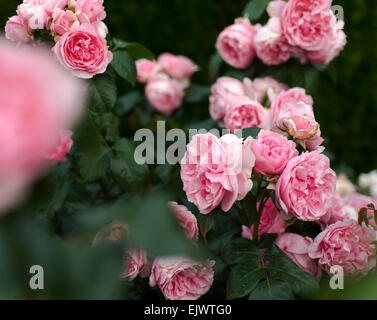 Rosa Comtesse de Segur Stockfoto