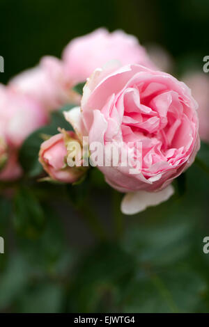 Rosa Comtesse de Segur Stockfoto