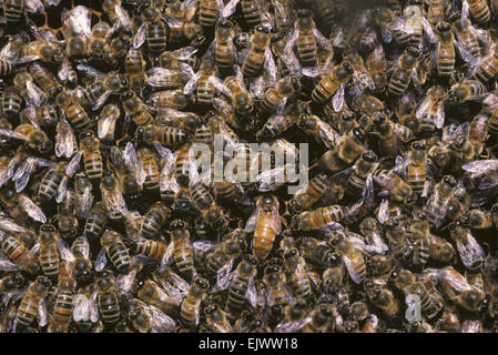 Honigbienen - Apis mellifera Stockfoto