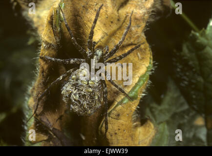 Pardosa Lugubris - eine Art von Wolfspinne Stockfoto