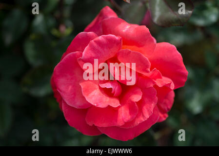 Rosa Catherine Deneuve Stockfoto