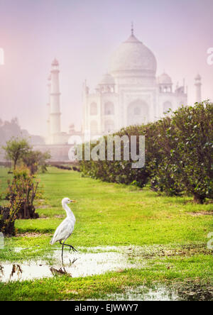 Weißer Reiher im Mehtab Bagh Garten mit Taj Mahal in Agra, Uttar Pradesh, Indien Stockfoto