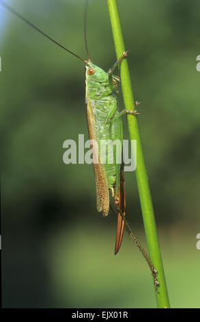 Lange-winged Conehead - verfärben Conocephalus Stockfoto