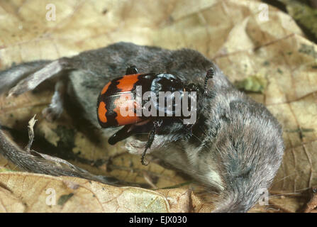 Sexton Käfer - Nicrophorus vespilloides Stockfoto