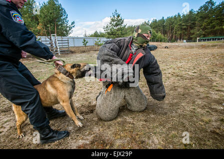 Kiew, Ukraine. 1. April 2015. Polizeihund und Training. Belgien-Shepard begreift kriminellen Miliz Hundeausbildung und Zucht-Zentrum, Kiew, Ukraine. 1 April. Bildnachweis: Oleksandr Rupeta/Alamy Live-Nachrichten Stockfoto