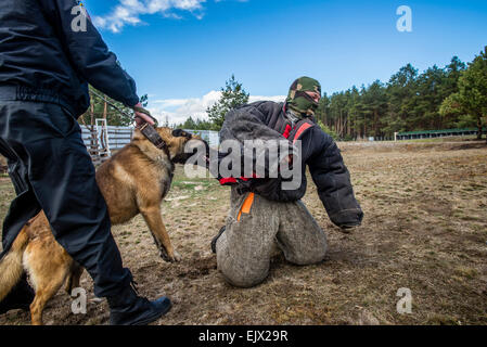 Kiew, Ukraine. 1. April 2015. Polizeihund und Training. Belgien-Shepard begreift kriminellen Miliz Hundeausbildung und Zucht-Zentrum, Kiew, Ukraine. 1 April. Bildnachweis: Oleksandr Rupeta/Alamy Live-Nachrichten Stockfoto