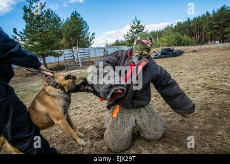 Kiew, Ukraine. 1. April 2015. Polizeihund und Training. Belgien-Shepard begreift kriminellen Miliz Hundeausbildung und Zucht-Zentrum, Kiew, Ukraine. 1 April. Bildnachweis: Oleksandr Rupeta/Alamy Live-Nachrichten Stockfoto