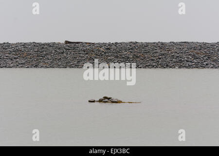Stein-Bildung in der Mitte der Pfütze mit Steinstrand Wand im Hintergrund, Westward Ho, Devon, England Stockfoto