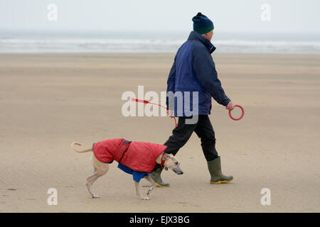 Mann zu Fuß seinen Hund Windhund an kalten nassen Frühling auf Westward Ho Strand, Devon, England Stockfoto