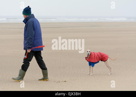 Mann zu Fuß seinen Hund Windhund an kalten nassen Frühling auf Westward Ho Strand, Devon, England Stockfoto